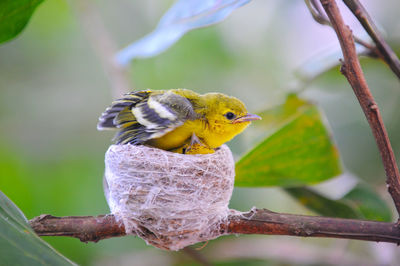 Close-up of bird perching on branch