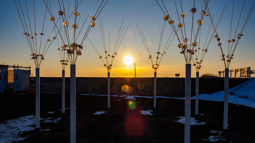 Plants on field against sky during sunset