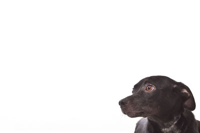 Close-up of a dog over white background