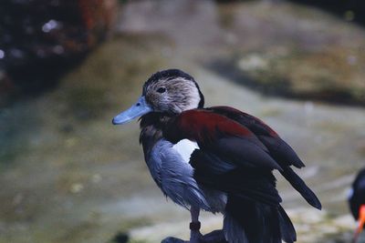 Close-up of duck