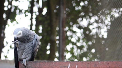 Close-up of parrot perching on wall