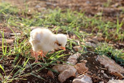 Close-up of a bird on field