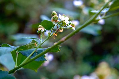 Close-up of flowering plant