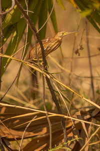 Close-up of stalks in field