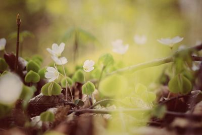 Close-up of plants growing outdoors