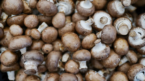 Full frame shot of mushrooms