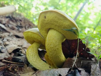 Close-up of a mushroom