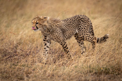 Side view of cheetah standing on field in forest