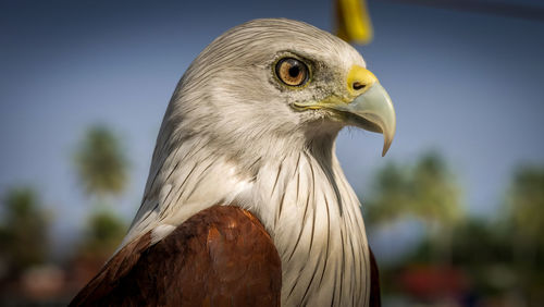 Close-up of a bird looking away