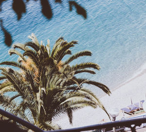 Low angle view of palm tree by sea against sky