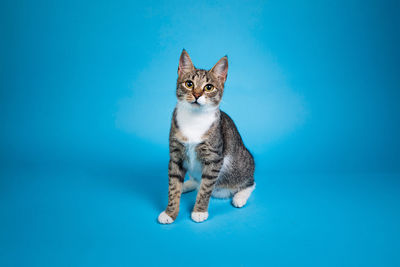 Portrait of cat against blue background