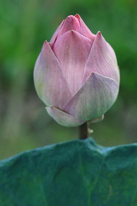 Close-up of pink lotus water lily