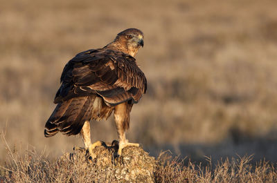 Bird perching on a field