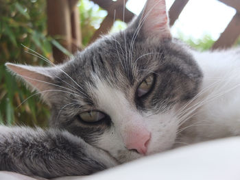 Close-up portrait of a cat