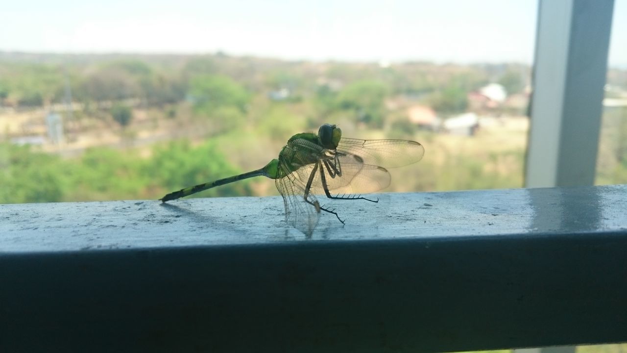 one animal, animal themes, animals in the wild, wildlife, insect, focus on foreground, selective focus, close-up, full length, side view, nature, day, zoology, outdoors, no people, wall - building feature, copy space, window, spider, sunlight