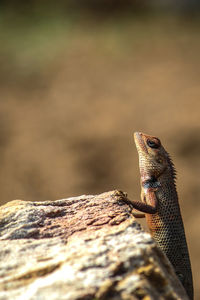 Close-up of lizard on rock