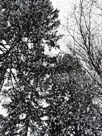 Low angle view of trees against sky