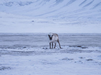 Reindeer standing on snowy field during winter