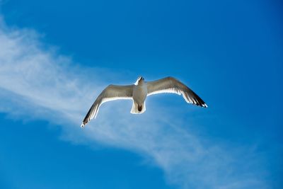 Low angle view of seagull flying