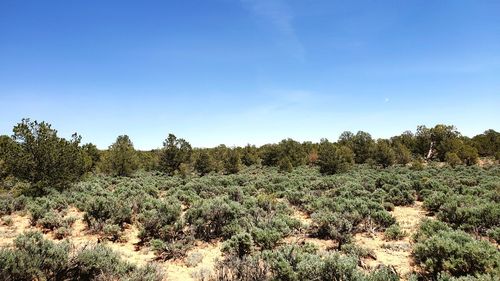 Plants growing on field against sky