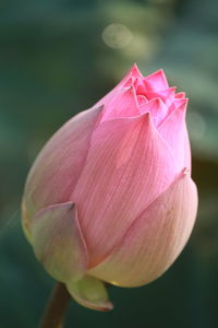 Close-up of pink llotus