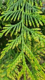 Close-up of pine tree