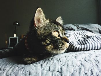 Close-up of cat relaxing on floor