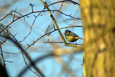 Bluetit perching on twig