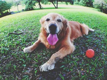 Dog standing on grassy field