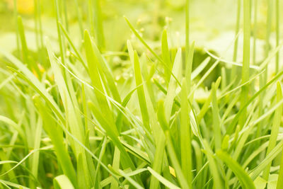 Close-up of grass growing on field