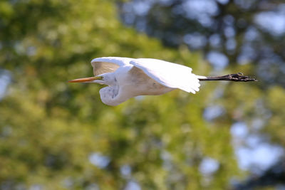 Side view of a bird in flight