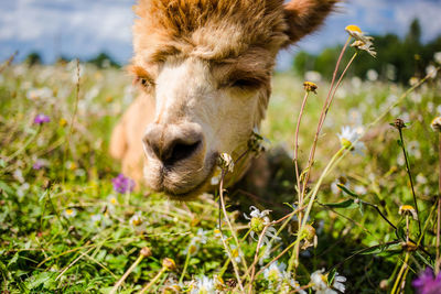 Close-up of cow on field