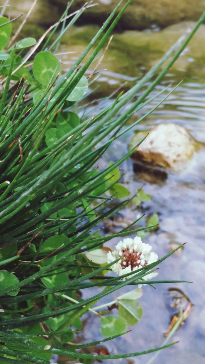 water, leaf, plant, growth, close-up, nature, focus on foreground, green color, beauty in nature, freshness, selective focus, outdoors, day, tranquility, wet, fragility, no people, drop, growing, high angle view