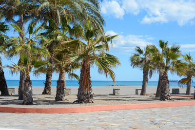 Empty european beach with many palm trees