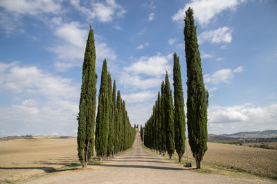 Trees on field against sky