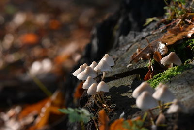 Close-up of mushrooms growing on rocks during autumn