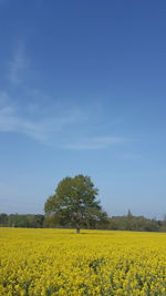 Scenic view of oilseed rape field against sky