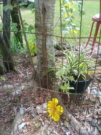 Close-up of yellow flowering plants in yard