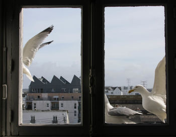 View of seagull against sky seen through glass window