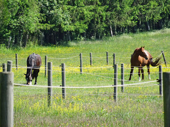 Horse standing in a field