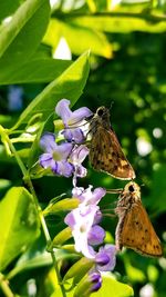 Close-up of butterfly perching on flower