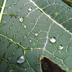 Close-up of raindrops on leaf
