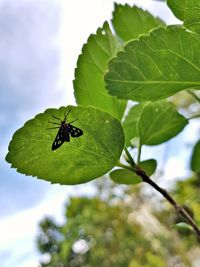 Close-up of butterfly on leaf