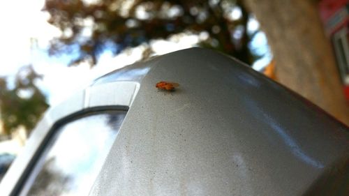 Close-up of ladybug on tree