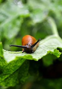 Close-up of insect on leaf