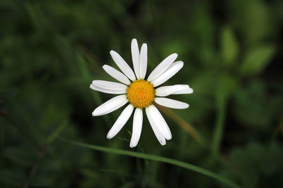 Close up of a wild daisy flower head from above on a meadow and green leaf background bokeh