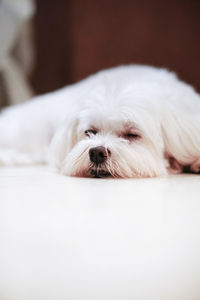 Portrait of white dog