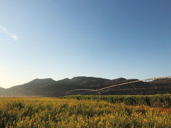 Scenic view of field against clear sky