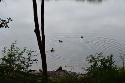 High angle view of swans swimming in lake