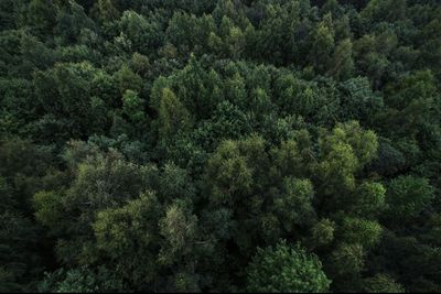 High angle view of pine trees in forest